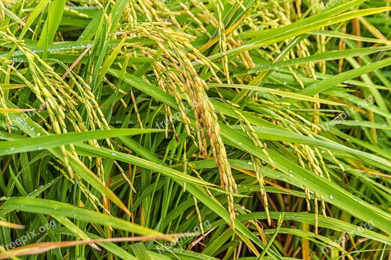 Rice Sheaves Of Rice Nature Peace Free Photos