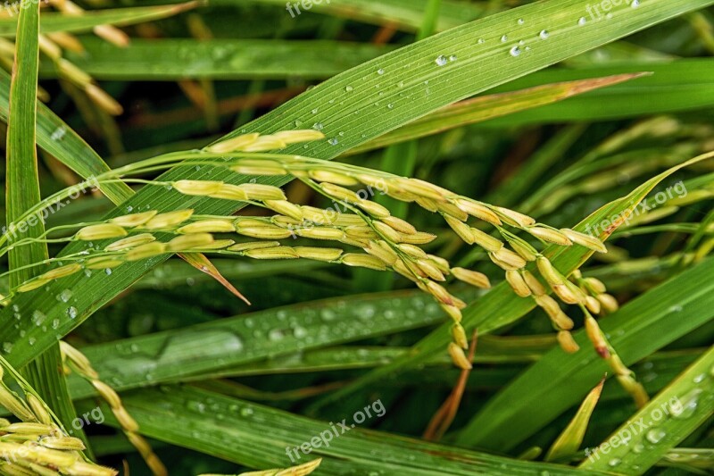 Rice Sheaves Of Rice Nature Peace Free Photos