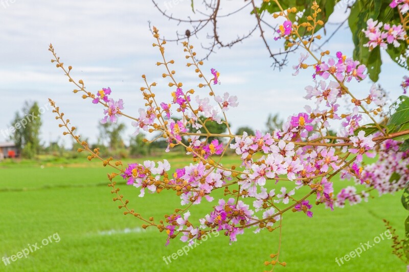 Blossom Tabaek Sky Image View Azure The Landscape