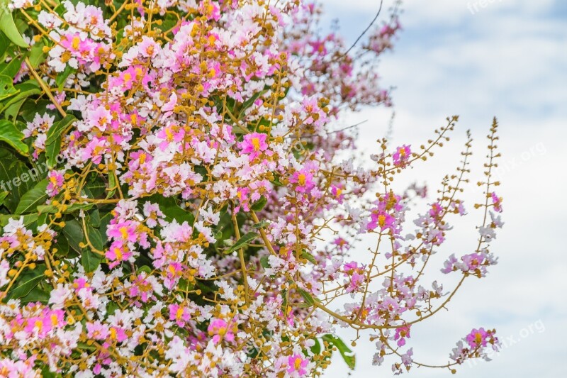 Blossom Tabaek Sky Image View Azure The Landscape