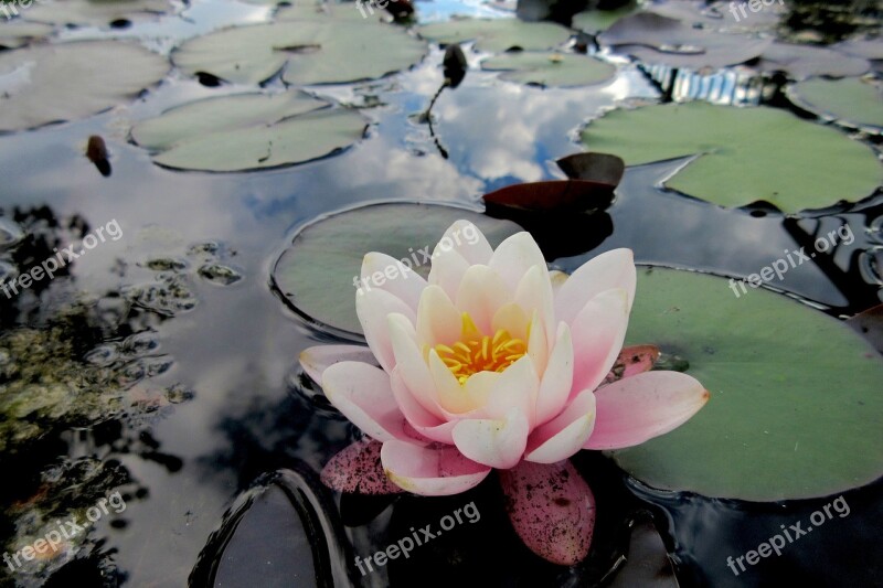 Water Lake Pond Flower River