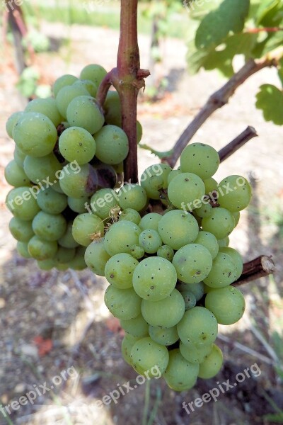 Grapes Grapevine Rebstock Vine Green Grapes