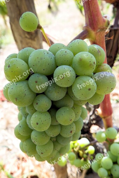 Grapes Grapevine Rebstock Vine Green Grapes