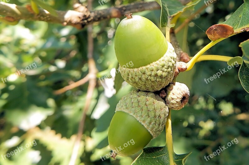 Acorns Oak Leaves Oak Nature Forest