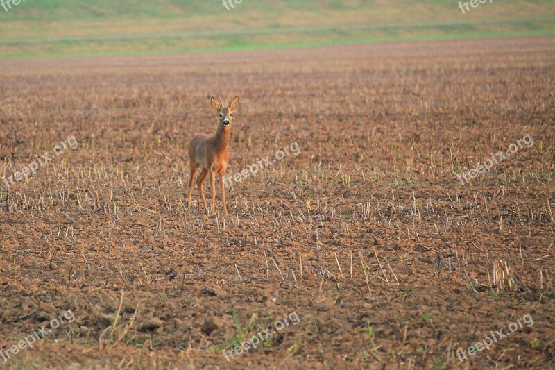 Roe Deer Fallow Deer Stubble Nature Free Photos