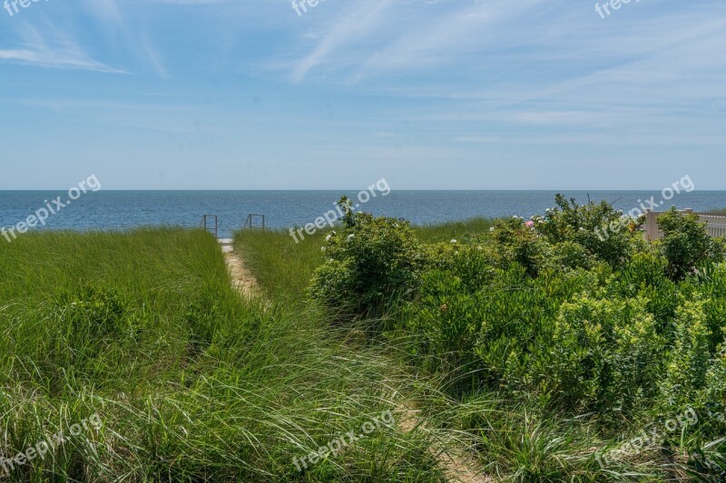 Cape Cod Yarmouth Massachusetts Beach Grass