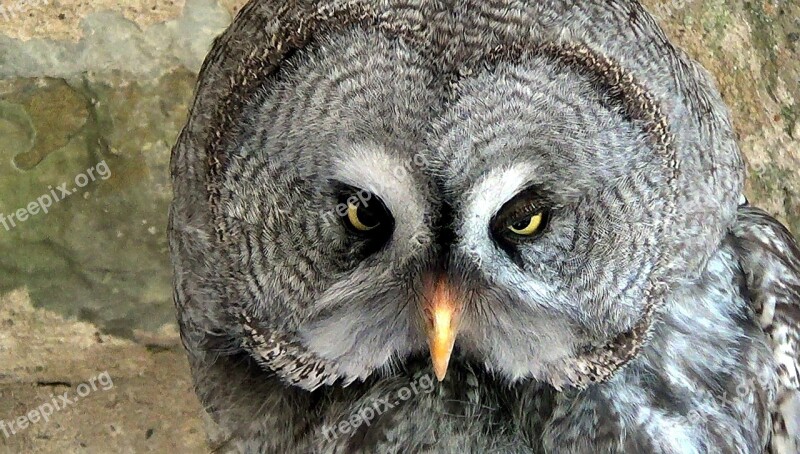 Birds Owl Wild Bird Animals Eyes