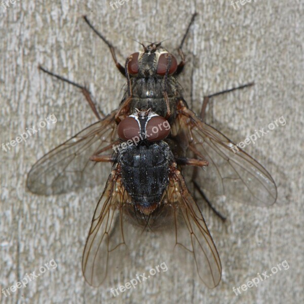 Fly Mate Insects Animals Propagation