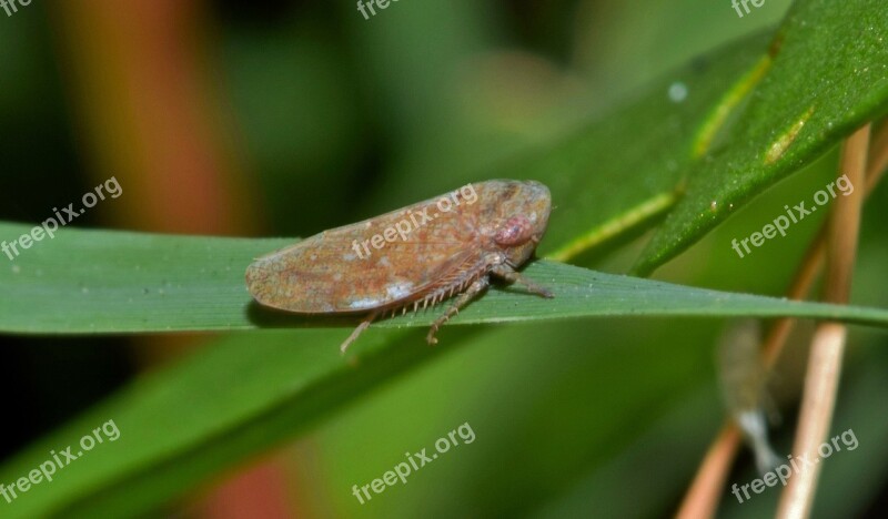 Leaf Hopper Insect Brown Insect Small Insect Tiny