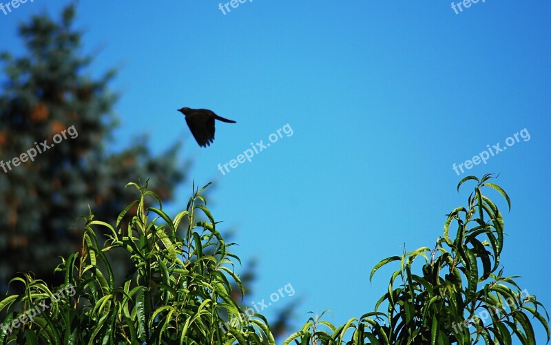 Blue Sky Bird Flying Trees Branches