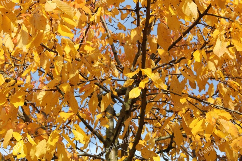 Tree Leaves Autumn Colored Free Photos