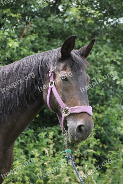 Hanoverian Mare Portrait Free Photos