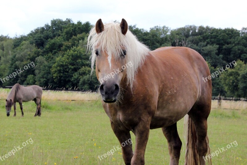 Haflinger Pasture Attention Gelding Free Photos