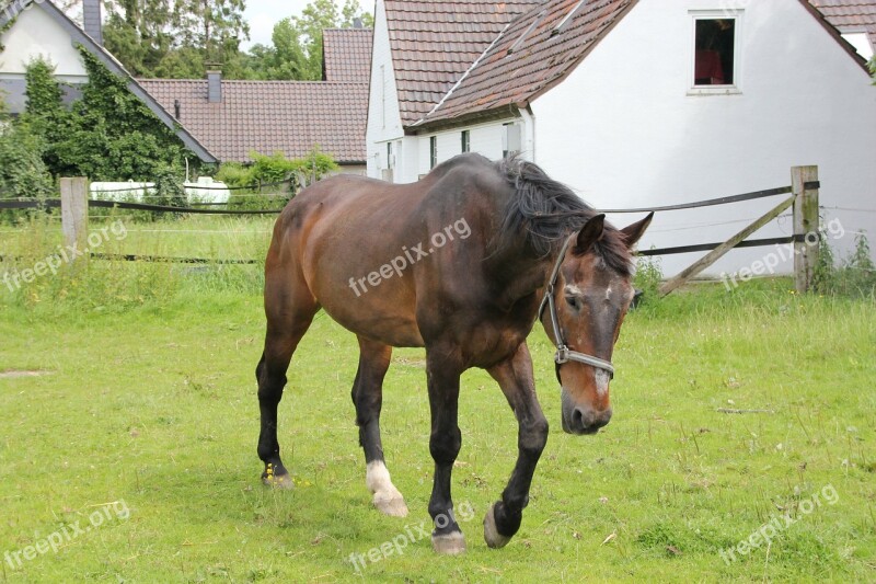 Westphalian Horse Grandpa Fit Meadow Free Photos