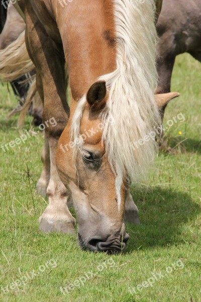 Haflinger Graze Horse Head Meadow Grass