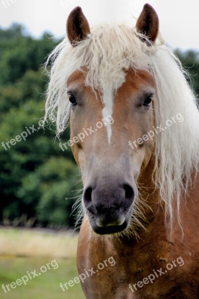 Haflinger Portrait Gelding Free Photos