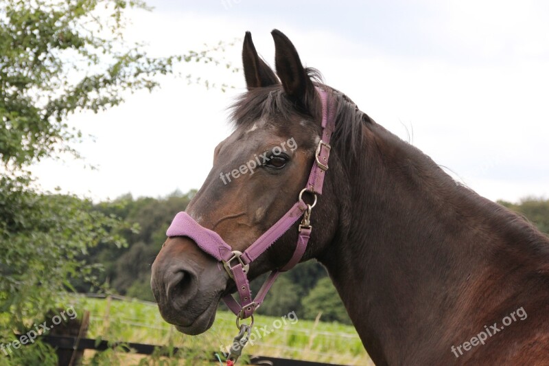 Hanoverian Westphalian Mare Portrait Free Photos