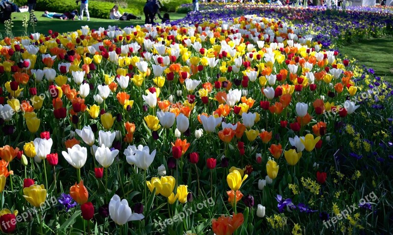 Tulips Park Flowers Blossoms Plants