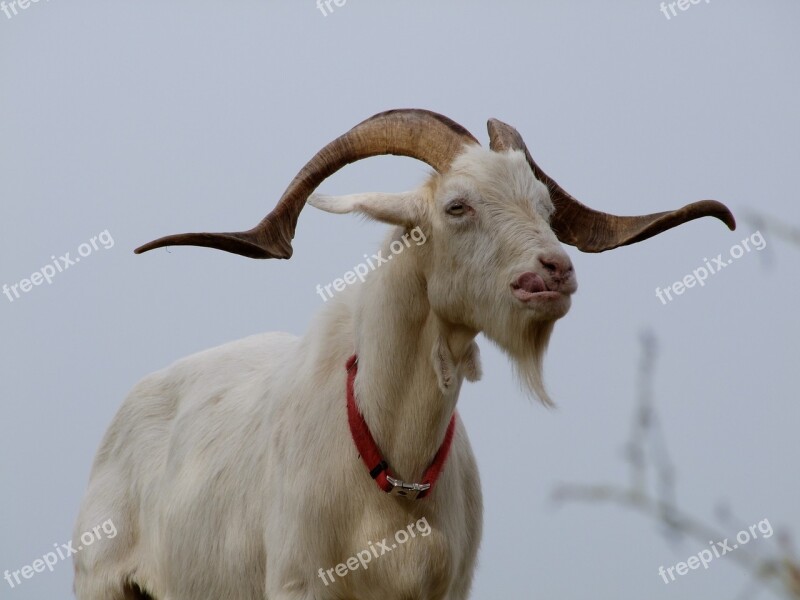 Billy Goat Goat Pasture Goatee Horns