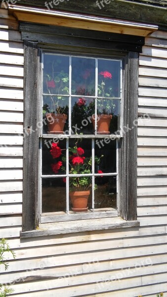 Geranium Window Red Flower Plant