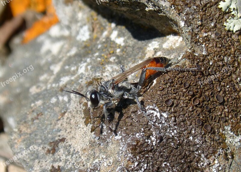 Sapper Wasp Wasp Sting Ammophila Hirsuta Rock