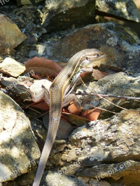 Lizard Sargantana Reptile Scales Free Photos