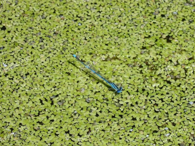 Enallagama Cyathigerum Blue Dragonfly Pond Algae Aquatic Vegetation