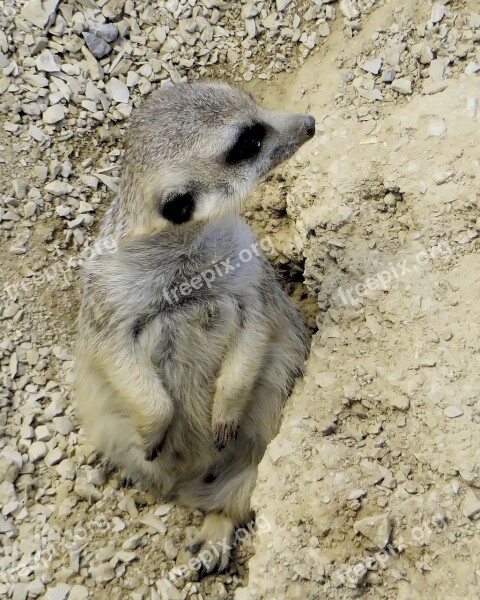 Suricate The Prairie Rat Mimicry Rodent Animal