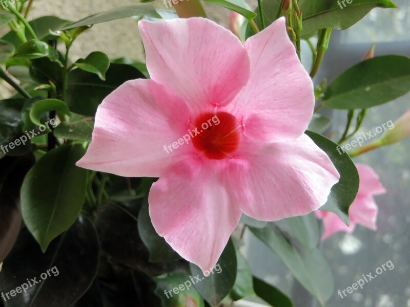 Mandevilla Flower Pink Corolla Pink Flowers