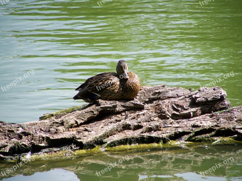 Wild Ducks Waterfowl Nature Free Photos