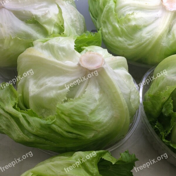 Lettuce Fresh Green Vegetables Container