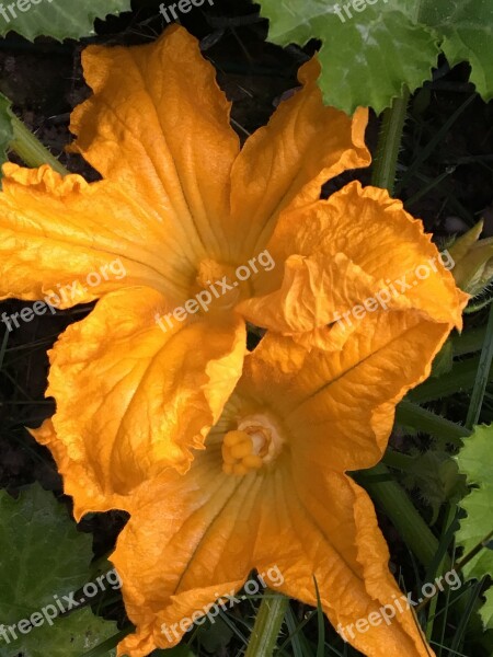 Flower Flowers Yellow Zucchini Flower Spring