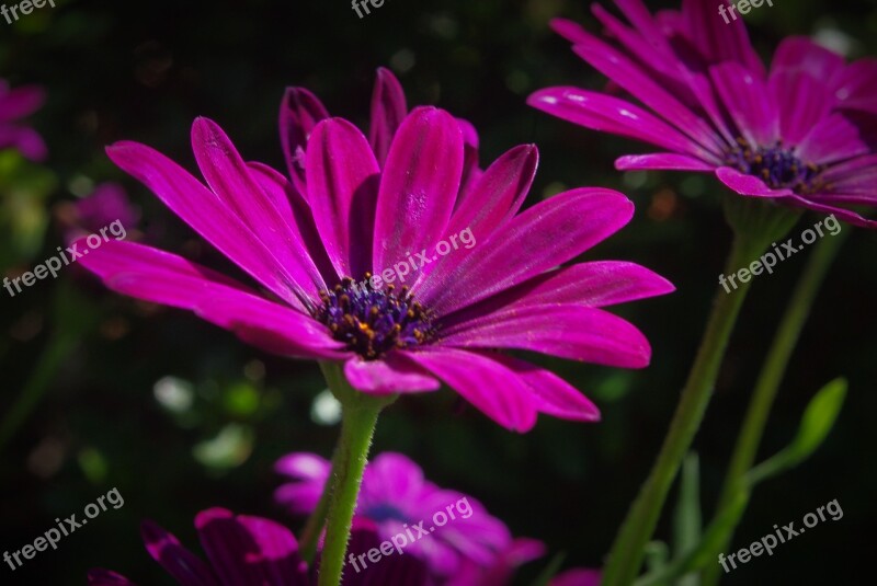 Flower Plant Marguerite Seeds Blossom