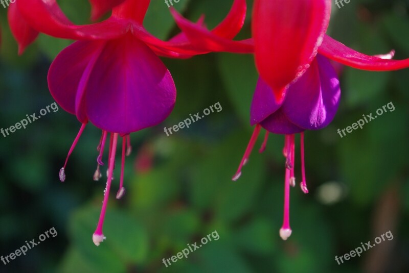 Fuchsia Plant Flower Garden Balcony Plant