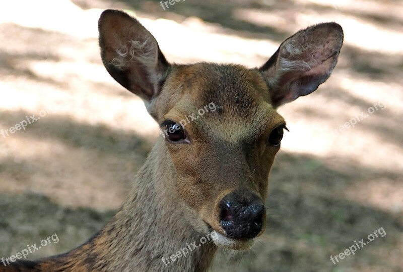 Fallow Deer Ricke Dama Dama Portrait Mammal