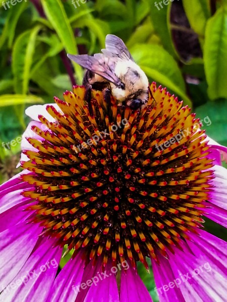 Echinacea Flower Bee Colorful Nature