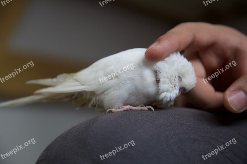 Hand Stroking Parrot Pet Bird White