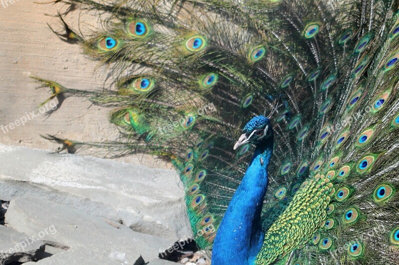 Peacock Zoo Tail Animal Nature