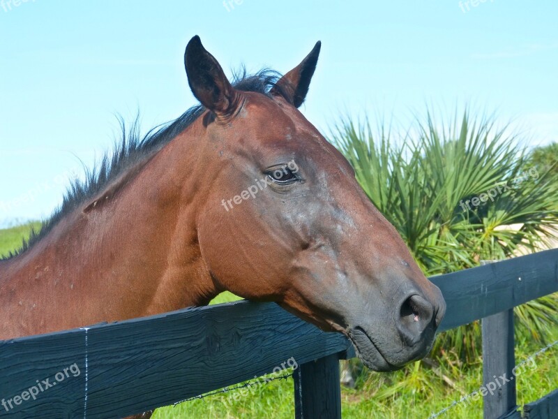 Horse Brown Horse Horse Profile Mare Alpha Mare