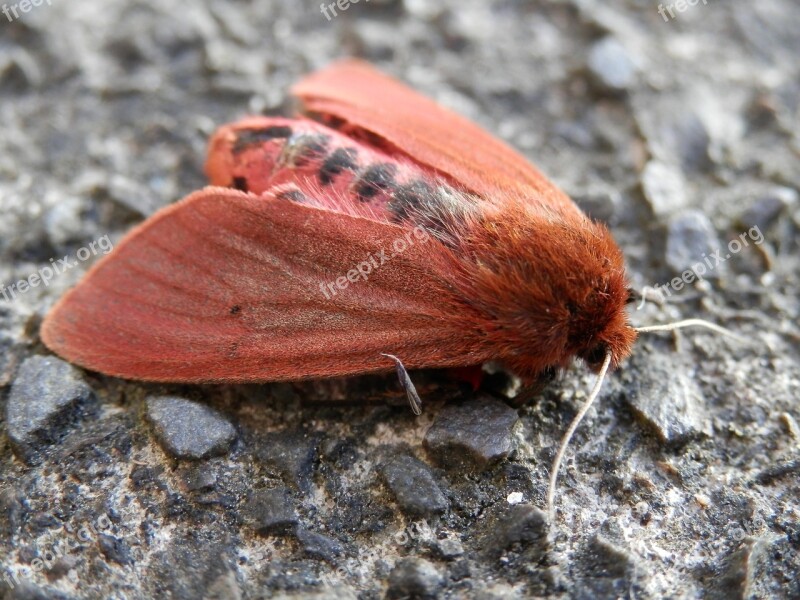 Moth Red Insect Free Photos