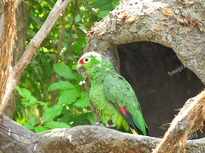 Parrot Ave Zoo Guayaquil Ecuador