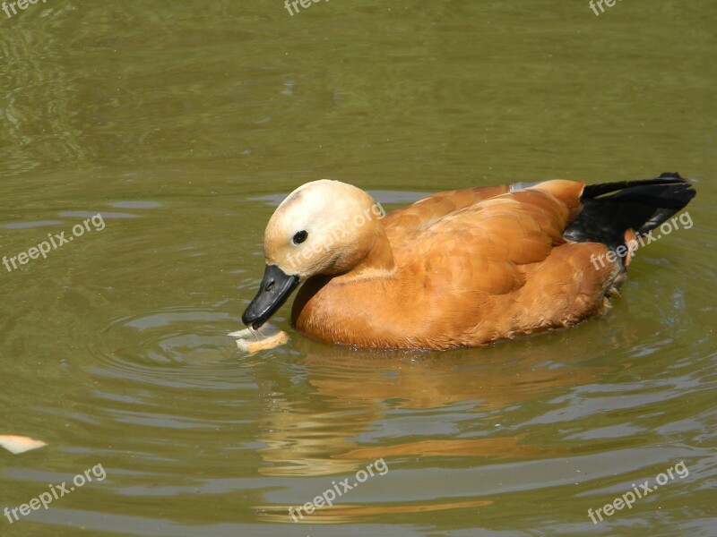 Duck Pond Nature Brown Feathers Black Beak