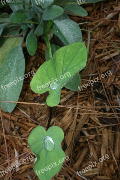 Nature Leaf Green Raindrops Natural