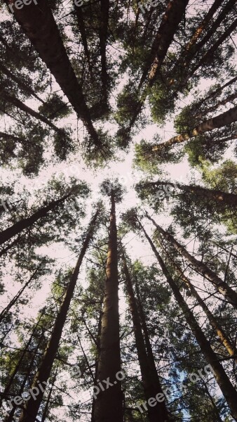 Forest Trees Nature Green Wood