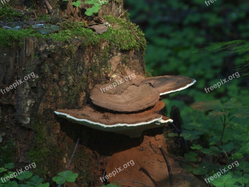 Tinder Fungus Stump Forest Tree Fungus Nature