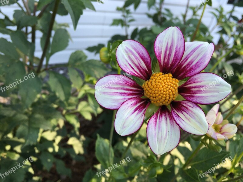 Dahlia Mii Tai Purple And White Petals Yellow Center