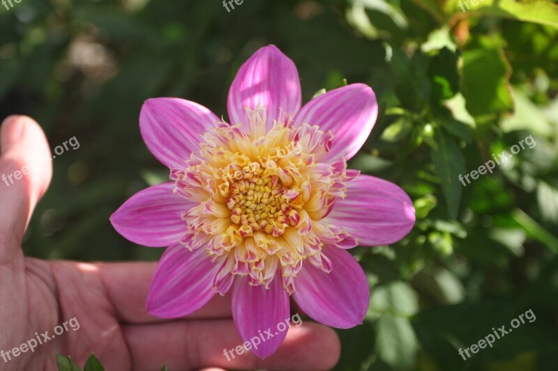 Dahlia Variety Alphen Perl Flower Gardening Pink Petals