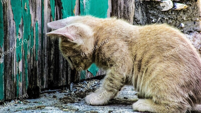 Cat Young Kitten Stray Cute