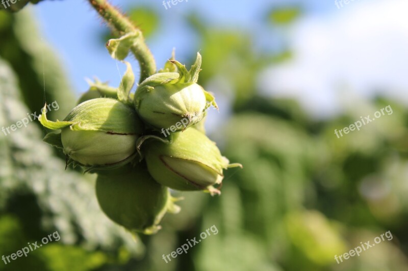 Hazelnut Fruits Nuts Immature Garden