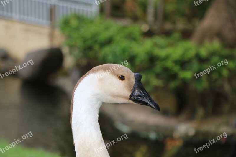 Swan Black Bill Boss Bird Fauna